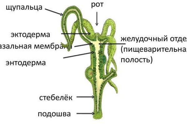 Ссылка кракен даркнет маркет