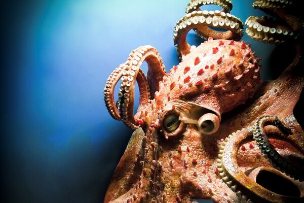 Kraken что это за сайт