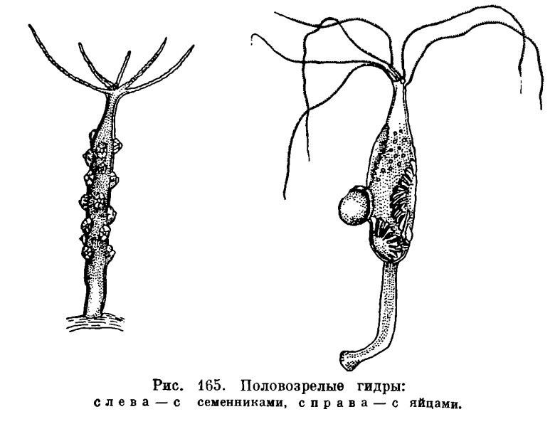 Кракен ссылка рп